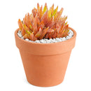 buy haworthia ed storms live succulent 2 inch online, rare windowed cultivar with long slender ciliate leaves, deep forest green rosette with translucent leaf windows, compact clumping form ideal for desk or shelf, low maintenance drought tolerant indoor plant, perfect architectural accent for modern minimalist decor, thoughtful gift for succulent collectors and beginners alike