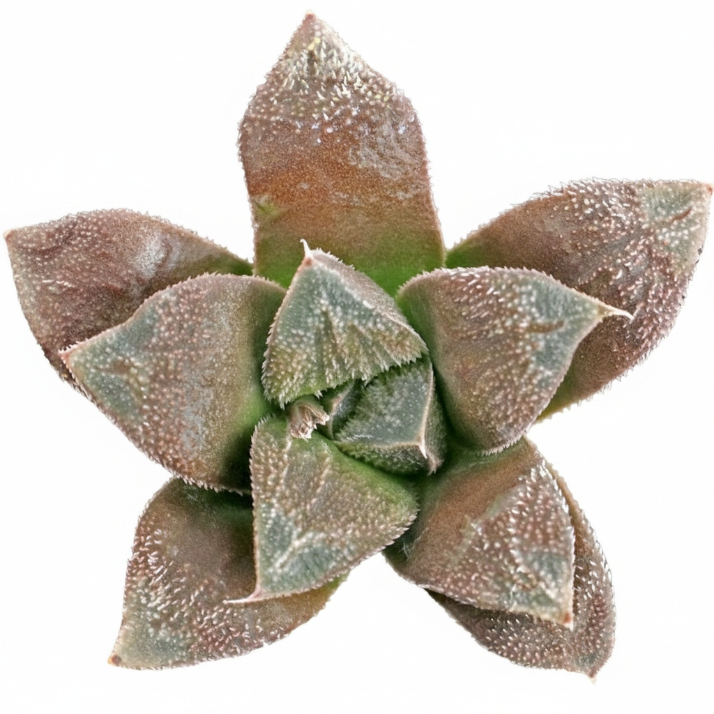 Haworthia Chocolate