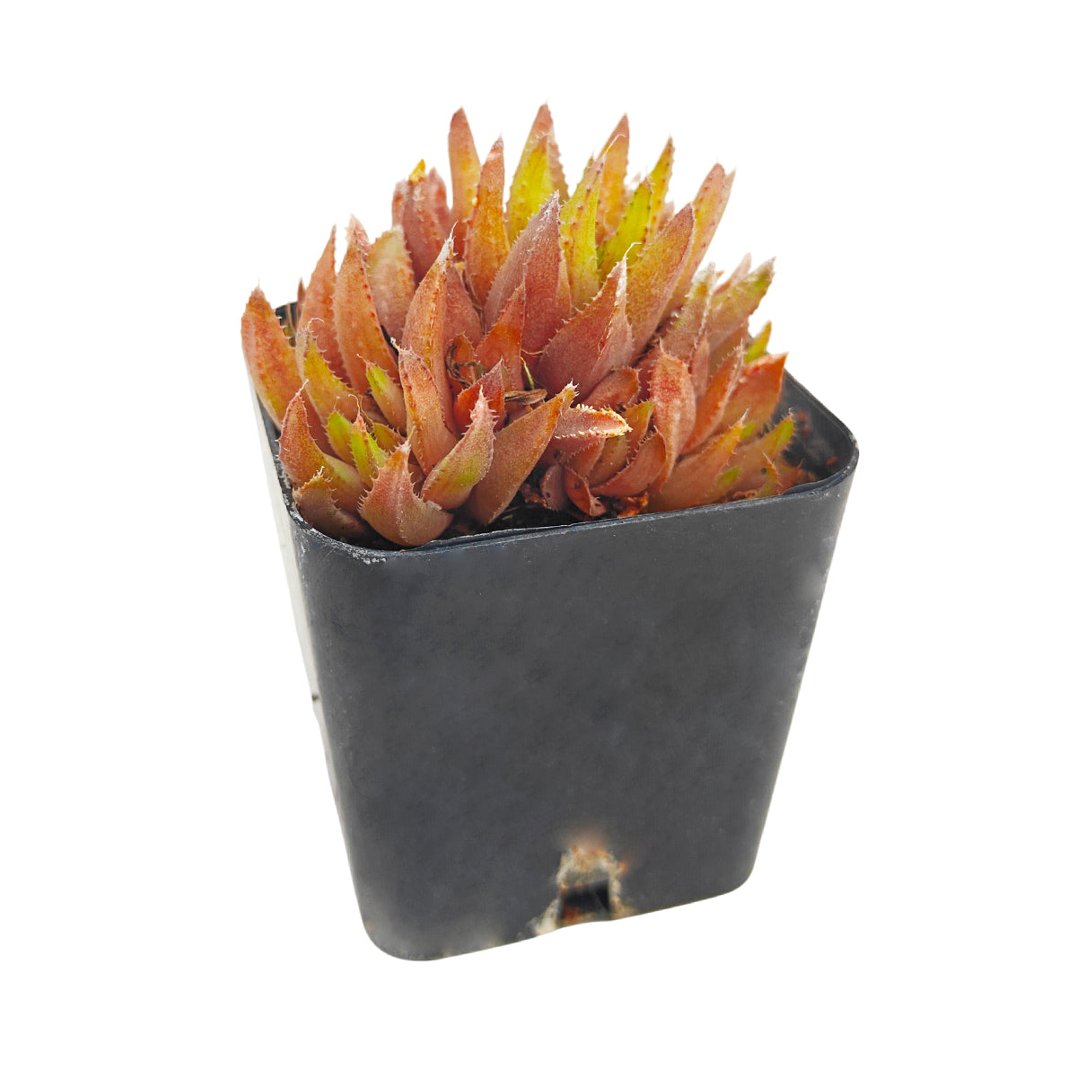 buy haworthia ed storms live succulent 2 inch online, displayed in white modern pot highlighting its sleek architectural leaf form, long narrow ciliate leaves forming a tight compact rosette, translucent leaf windows create a unique glass-like appearance, rare collector cultivar with heirloom heritage, sophisticated minimalist home decor accent for contemporary interiors, a memorable and low-maintenance gift for any plant enthusiast