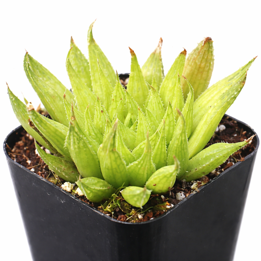 2 inch haworthia ed storms live succulent for sale, potted in clay pot showcasing natural terracotta contrast against deep green foliage, slender upright leaves edged with fine white cilia, fenestrated leaf windows allow light penetration for low-light tolerance, slow growing clumping succulent with striking textural detail, charming rustic decor piece for windowsills and plant shelves, ideal pet-friendly gift for plant lovers