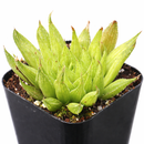 buy haworthia ed storms live succulent 2 inch online, rare windowed cultivar with long slender ciliate leaves, deep forest green rosette with translucent leaf windows, compact clumping form ideal for desk or shelf, low maintenance drought tolerant indoor plant, perfect architectural accent for modern minimalist decor, thoughtful gift for succulent collectors and beginners alike