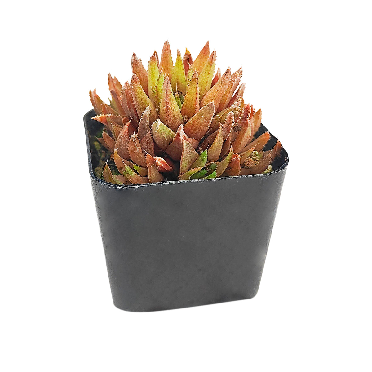 2 inch haworthia ed storms live succulent for sale, grown in bamboo pot adding an eco-friendly natural aesthetic, compact deep green rosette with fine cilia along leaf margins, windowed leaf tips that glow in indirect light, hardy drought tolerant succulent that thrives with minimal watering, beautiful nature-inspired desk or shelf display, a thoughtful rare succulent gift for the eco-conscious plant lover