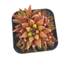 buy haworthia ed storms live succulent 2 inch online, rare windowed cultivar with long slender ciliate leaves, deep forest green rosette with translucent leaf windows, compact clumping form ideal for desk or shelf, low maintenance drought tolerant indoor plant, perfect architectural accent for modern minimalist decor, thoughtful gift for succulent collectors and beginners alike