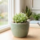 buy haworthia cymbiformis var. transiens live air plant 2 inch online, luminous pale green leaves with intricate white pearl markings creating jewel-like appearance, delicate translucent leaf tips glowing beautifully under bright indirect light conditions, ultra-compact size ideal for shelving collectible plant arrangements and gallery walls, charming white modern pot highlighting plant's architectural form, exceptional meaningful gift for minimalist plant lovers