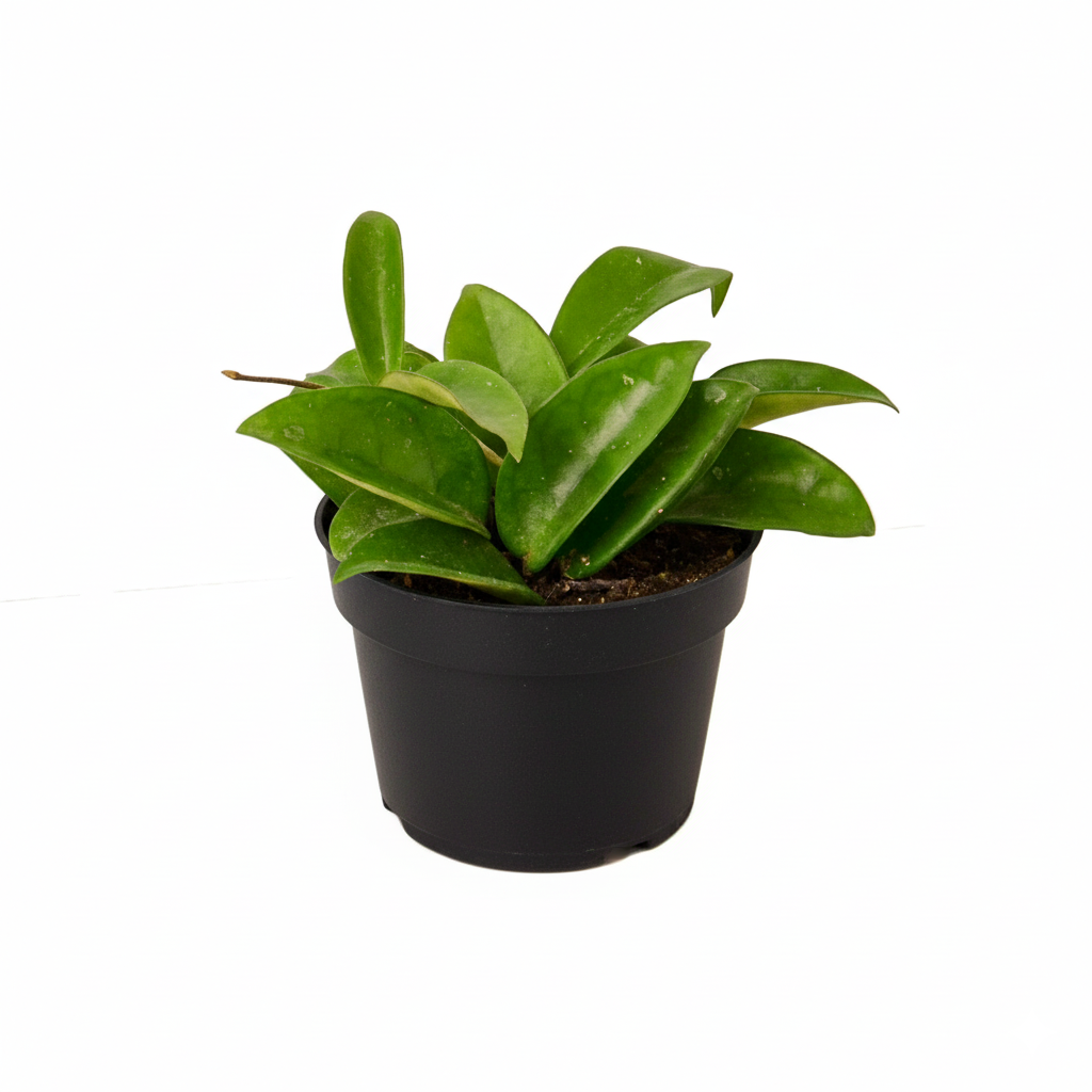 6" pot hoya carnosa live houseplant for sale, lush dark green glossy foliage, long cascading vines with silver-flecked leaves, clusters of porcelain-textured pink and white flowers, low-maintenance trailing vine, ideal gift for beginner plant parents