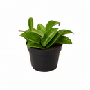buy hoya carnosa live houseplant 4" pot online, slow-growing epiphytic wax plant with waxy emerald leaves, trailing vining form ideal for hanging baskets or trellis, drought-tolerant and pet-safe, elegant boho decor accent and thoughtful plant gift