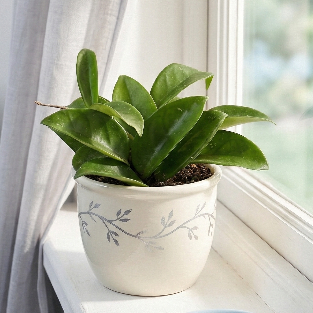 buy hoya carnosa live houseplant 4" pot online, deep green waxy trailing vine, thick succulent-like leaves, star-shaped fragrant blooms, bohemian hanging plant, perfect housewarming gift for plant lovers
