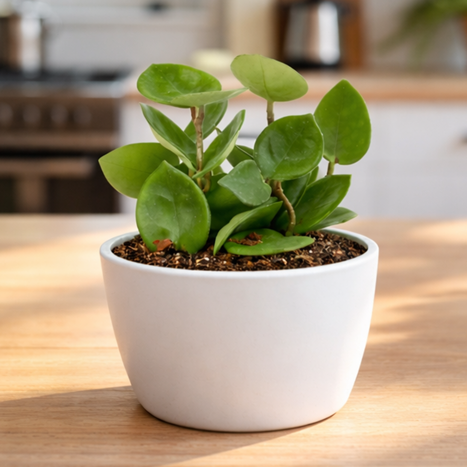 buy hoya carnosa 'chelsea' live houseplant 4" pot online, deep glossy green cupped waxy leaves, trailing vining growth habit, semi-succulent drought tolerant foliage, puckered heart-shaped leaf texture, lush bohemian shelf display, a thoughtful gift for plant lovers