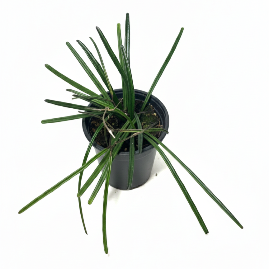 buy hoya insularis live houseplant 4" pot online, dark green narrow strappy leaves with purple sun-stress blush, vining epiphytic growth form, fragrant pale yellow star-shaped blooms, drought tolerant and low maintenance, elegant trailing display in a hanging basket, a stunning rare collector gift for plant lovers