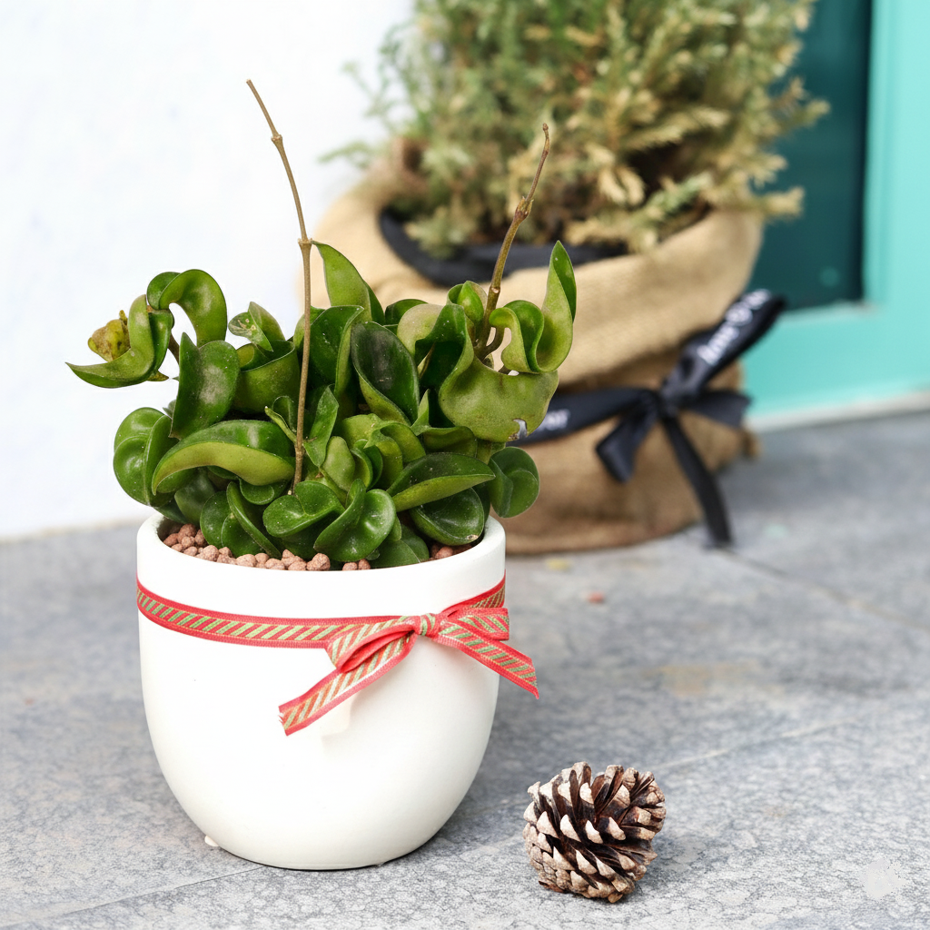 buy hoya rope plant live houseplant 3" pot online, dark forest green twisted waxy leaves, rope-like trailing vines, semi-succulent slow grower, pet-safe indoor plant, perfect for a boho shelf display, a unique and thoughtful gift for plant lovers