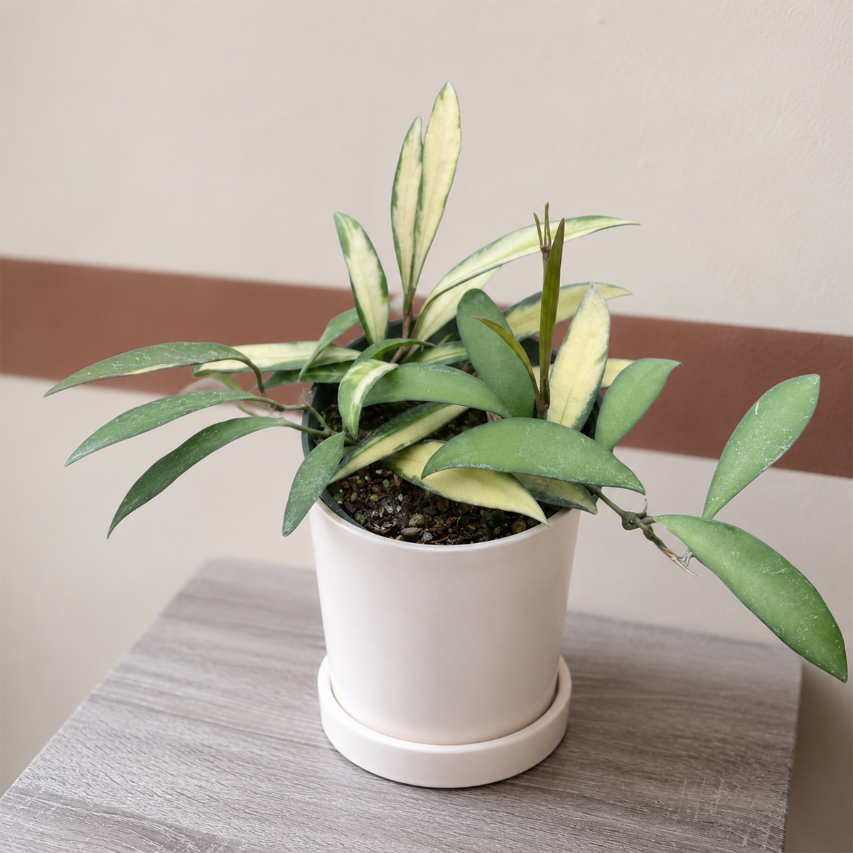 buy 4 inch Hoya Wayetii Variegated online,  tropical hanging houseplant, decorative potted Hoya plant, easy care indoor vine, flowering wax plant, nursery grown Hoya plant, indoor jungle plant collection, cascading foliage houseplant, stylish modern home decor plant
