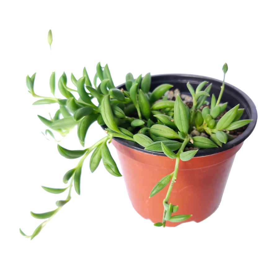 4 inch senecio radicans string of bananas live succulent for sale, bright green fleshy banana-shaped leaves cascading gracefully over pot edges, fast growing trailing succulent perfect for hanging baskets