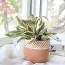 buy peperomia clusiifolia ginny live houseplant 4" pot online, vivid tricolor foliage with rosy pink blushed edges and creamy white margins, semi-succulent thick water-storing leaves, neat compact form ideal for shelves and desks, pet-friendly and non-toxic, a colorful tropical accent plant with minimal care needs, a delightful gift for any occasion