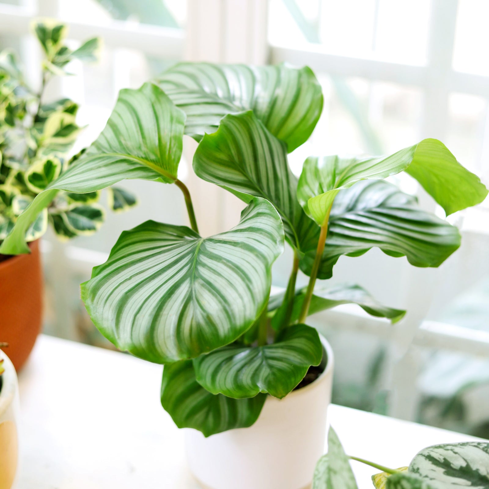 buy calathea 'orbifolia' live houseplant 4" pot online, large round silver-green striped leaves, upright clumping growth form, lush tropical foliage, high humidity lover, pet safe, adds bold bohemian statement to any living room, makes a stunning and thoughtful housewarming gift