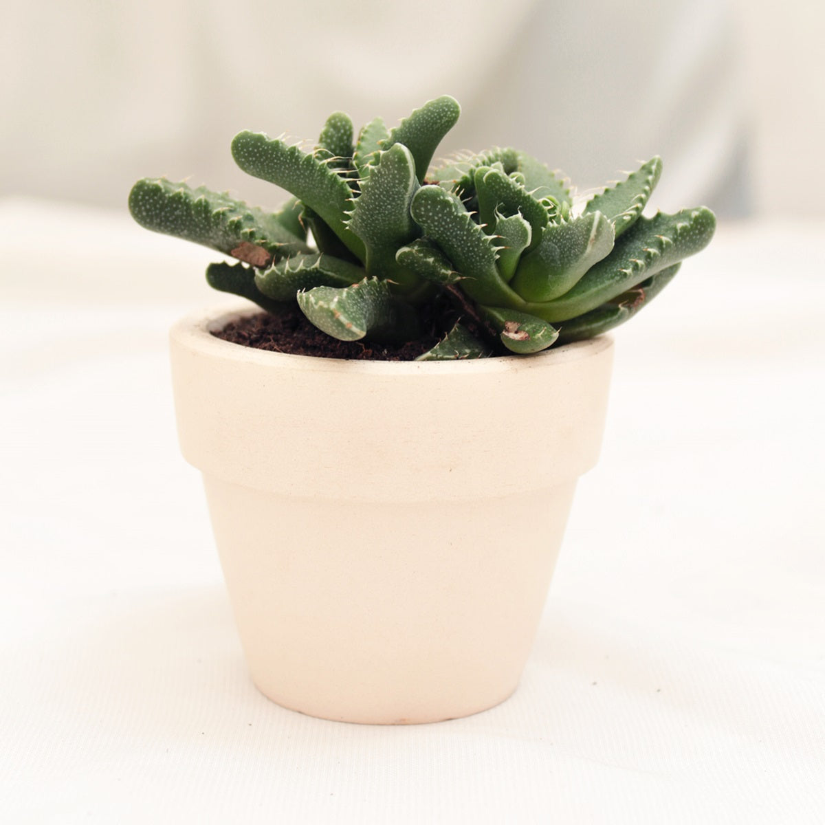 buy tiger's jaw crassula - faucaria candida live succulent 2 inch online, chunky triangular toothed green leaves, clump-forming rosette habit, rare white autumn blooms, drought tolerant and pet safe, striking architectural accent for sunny windowsills, unique gift for succulent collectors