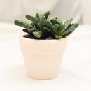 4 inch tiger's jaw crassula - faucaria candida live succulent for sale, chunky low-growing rosettes with spotted toothed foliage, rare white-flowering faucaria variety from south africa, architectural and eye-catching growth form, pet safe and drought tolerant easy care plant, striking accent piece for modern or bohemian home decor, excellent rare succulent gift choice