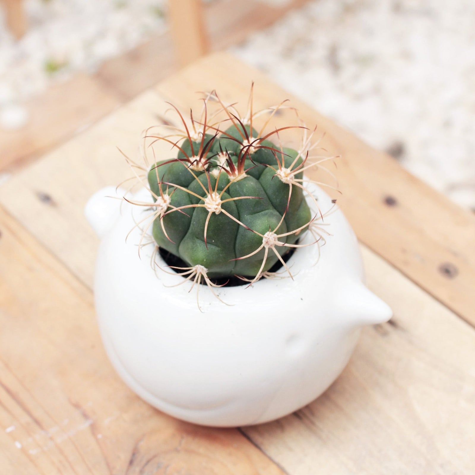 buy devil's tongue cactus - ferocactus latispinus live cactus 2 inch online, compact globular barrel shape, bold flattened red curved spines, deep green ribbed body, slow-growing drought tolerant cactus, striking architectural desktop accent, unique cactus gift for plant lovers