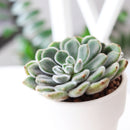 buy echeveria doris taylor succulent - woolly rose live succulent 2 inch online, unique hybrid echeveria with distinctive woolly white-haired texture, pale green compact rosette with red-tipped leaves, produces offsets readily for easy propagation, tolerates dry conditions and dry heated air, charming statement plant for a bright bohemian living space, wonderful gift choice for plant lovers of all experience levels
