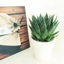 buy gasteria flow spiky aloe live succulent 4" pot online, sturdy rosette with toothed spiky leaf edges and white dot patterning, dark green foliage with architectural appeal, offset-producing clumping habit, drought tolerant and pet friendly, beautiful nature-inspired indoor decor piece, ideal succulent gift for beginners or collectors