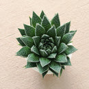 buy gasteria flow spiky aloe live succulent 4" pot online, sturdy rosette with toothed spiky leaf edges and white dot patterning, dark green foliage with architectural appeal, offset-producing clumping habit, drought tolerant and pet friendly, beautiful nature-inspired indoor decor piece, ideal succulent gift for beginners or collectors