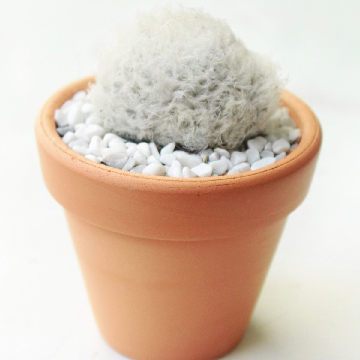 buy peruvian old man cactus - espostoa lanata live cactus 2 inch online, densely woolly white columnar form, slow-growing upright habit, sharp spines hidden beneath soft white hair, drought tolerant low-maintenance care, striking architectural accent for bright sunny windowsill, unique living gift for cactus collectors