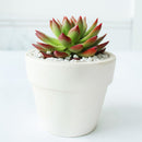 buy echeveria agavoides lipstick succulent live succulent 2 inch online, vivid green and red bicolor leaf contrast, sharply pointed succulent rosette with agave-like form, sun-stressed crimson margins deepen with bright light exposure, slow-growing low-water care requirements, chic and colorful addition to a sunny windowsill or patio display, a memorable and long-lasting gift plant for any plant lover