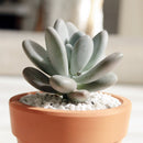 buy lavender pebbles graptopetalum live succulent 4 inch online, rare graptopetalum amethystinum with plump lavender-pink leaves in compact rosette form, powdery moon-rock leaf coating, full sun and drought tolerant care traits, pet-friendly non-toxi