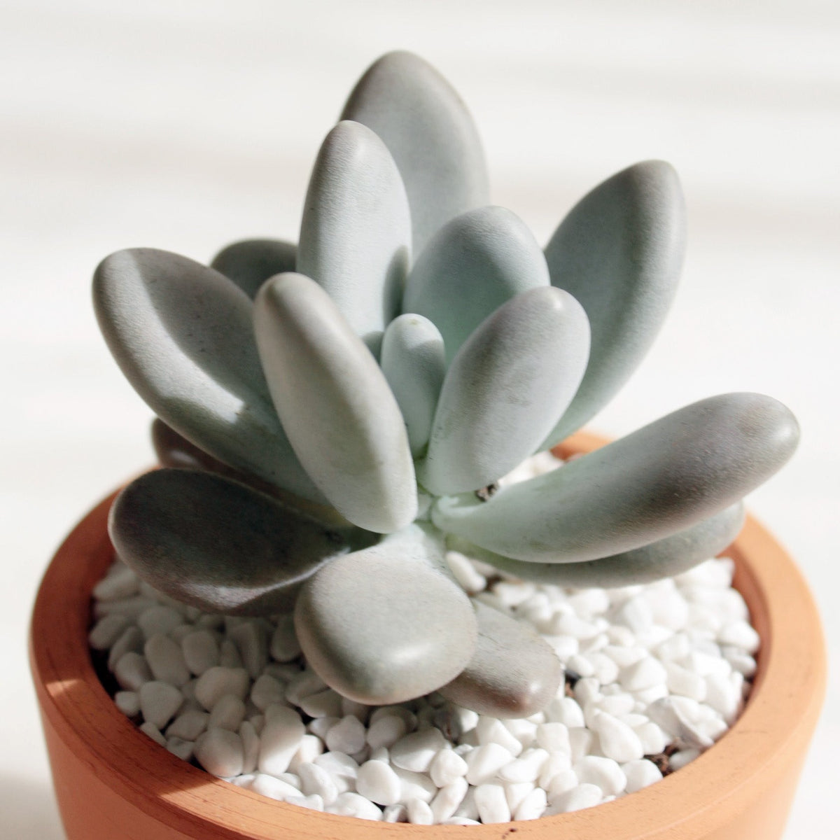 buy lavender pebbles graptopetalum live succulent 2 inch online, plump rounded lavender-pink leaves with powdery coating, compact rosette growth form, slow-growing drought tolerant succulent, moon-rock aesthetic, charming bohemian desk or windowsill