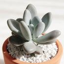 buy lavender pebbles graptopetalum live succulent 4 inch online, rare graptopetalum amethystinum with plump lavender-pink leaves in compact rosette form, powdery moon-rock leaf coating, full sun and drought tolerant care traits, pet-friendly non-toxi