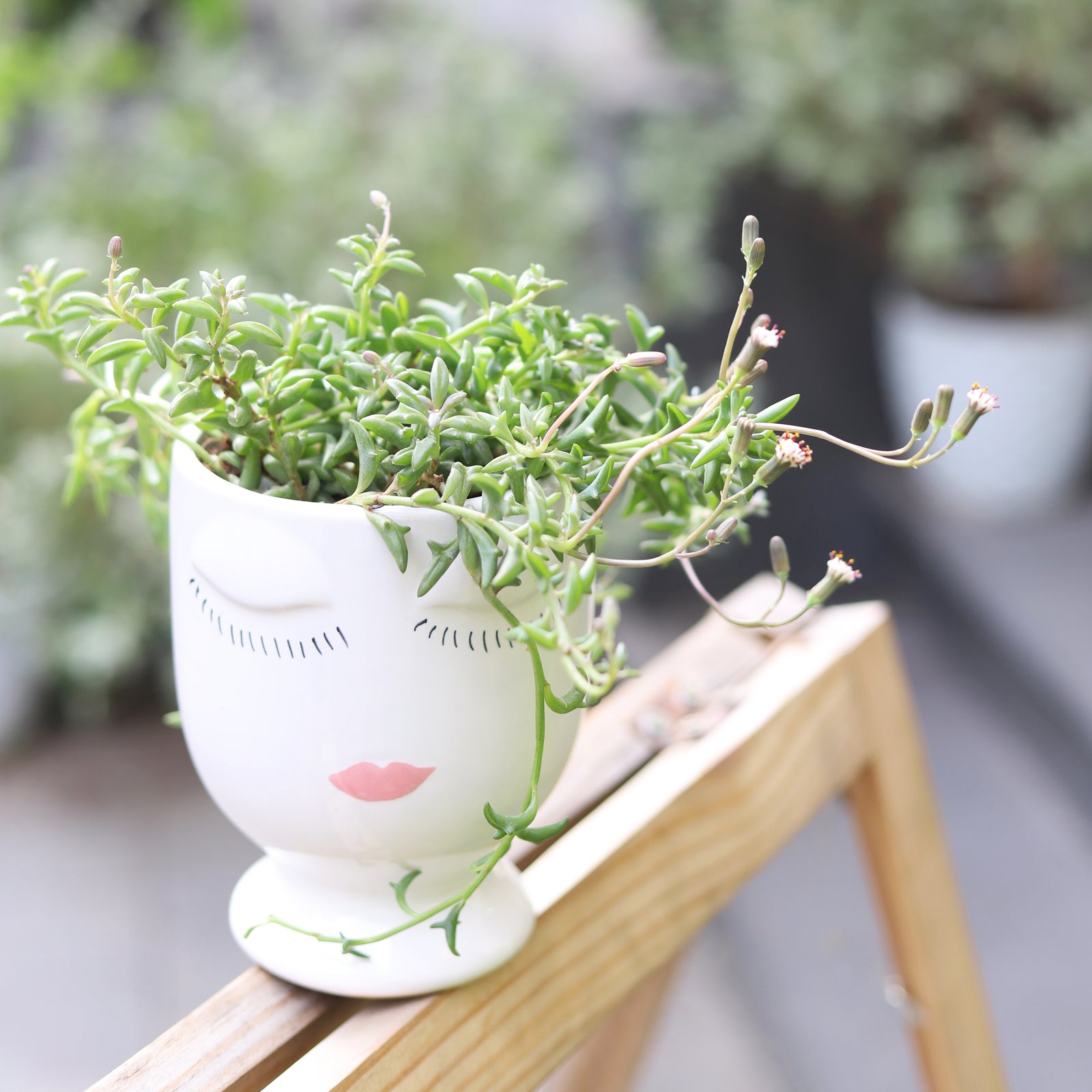 buy string of dolphins senecio peregrinus succulent live succulent 2 inch online, dusty blue-green dolphin-shaped fleshy leaves, trailing cascading vines, compact starter size, drought tolerant low maintenance care, whimsical boho hanging display
