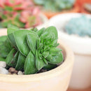 2 inch crassula springtime succulent live succulent for sale, opposing elliptic fleshy leaves no larger than a thumbnail, slow growing with erect to trailing stem development, showy pink blooms with red centers in early spring, minimal fertilizer and easy drought-tolerant care, sophisticated addition to any indoor succulent collection, perfect plant gift for any occasion in bamboo pot