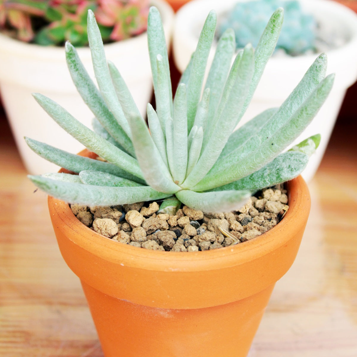 buy woolly senecio scaposus live succulent 2 inch online, silvery white woolly leaves, upright rosette growth form, fleshy cylindrical foliage, drought tolerant and low maintenance, elegant architectural accent for a sunny windowsill display