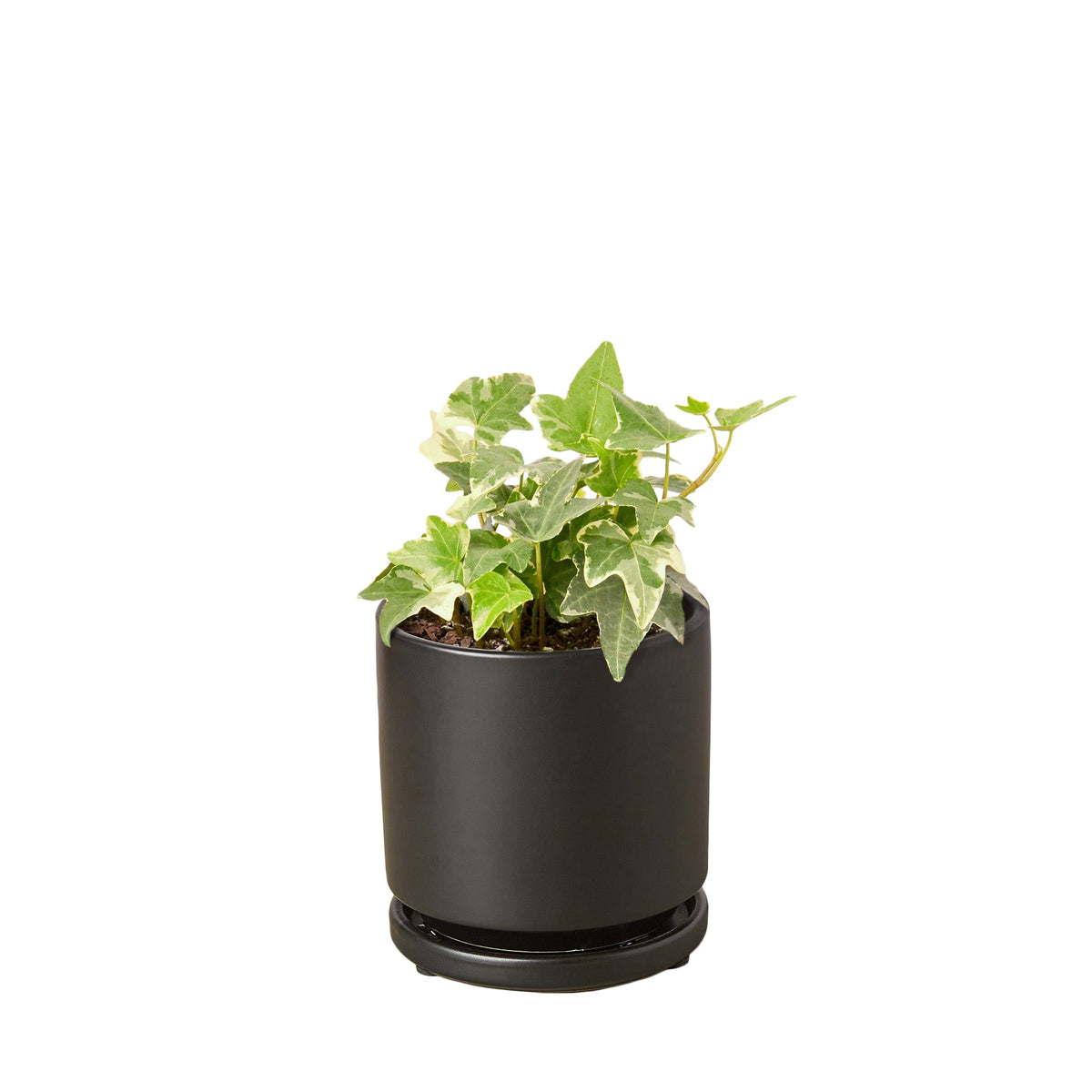 4" pot glacier english ivy live air plant for sale, vivid green and creamy white heart-shaped variegated leaves, long cascading stems with aerial roots, nasa-studied air purifier, prefers moderate humidity and indirect light, charming black cylinder pot display, stylish gift for any plant lover