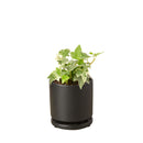 6" pot glacier english ivy live air plant for sale, lush silvery variegated foliage with crisp white leaf margins, vigorous trailing habit ideal for hanging baskets or trellises, well-established root system in nursery pot, air purifying and low maintenance, striking living wall accent piece, exceptional gift for plant collectors