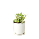 6" pot glacier english ivy live air plant for sale, lush silvery variegated foliage with crisp white leaf margins, vigorous trailing habit ideal for hanging baskets or trellises, well-established root system in nursery pot, air purifying and low maintenance, striking living wall accent piece, exceptional gift for plant collectors