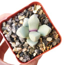 2 inch Karoo Rose Lapidaria margaretae Cactus live cactus for sale, compact south african living stone succulent with pale greyish-white stacked leaf rosettes and vibrant yellow seasonal blooms, sun-loving and low maintenance, charming sculptural accent for bright indoor spaces, a truly rare and memorable plant gift for any occasion in a clay pot