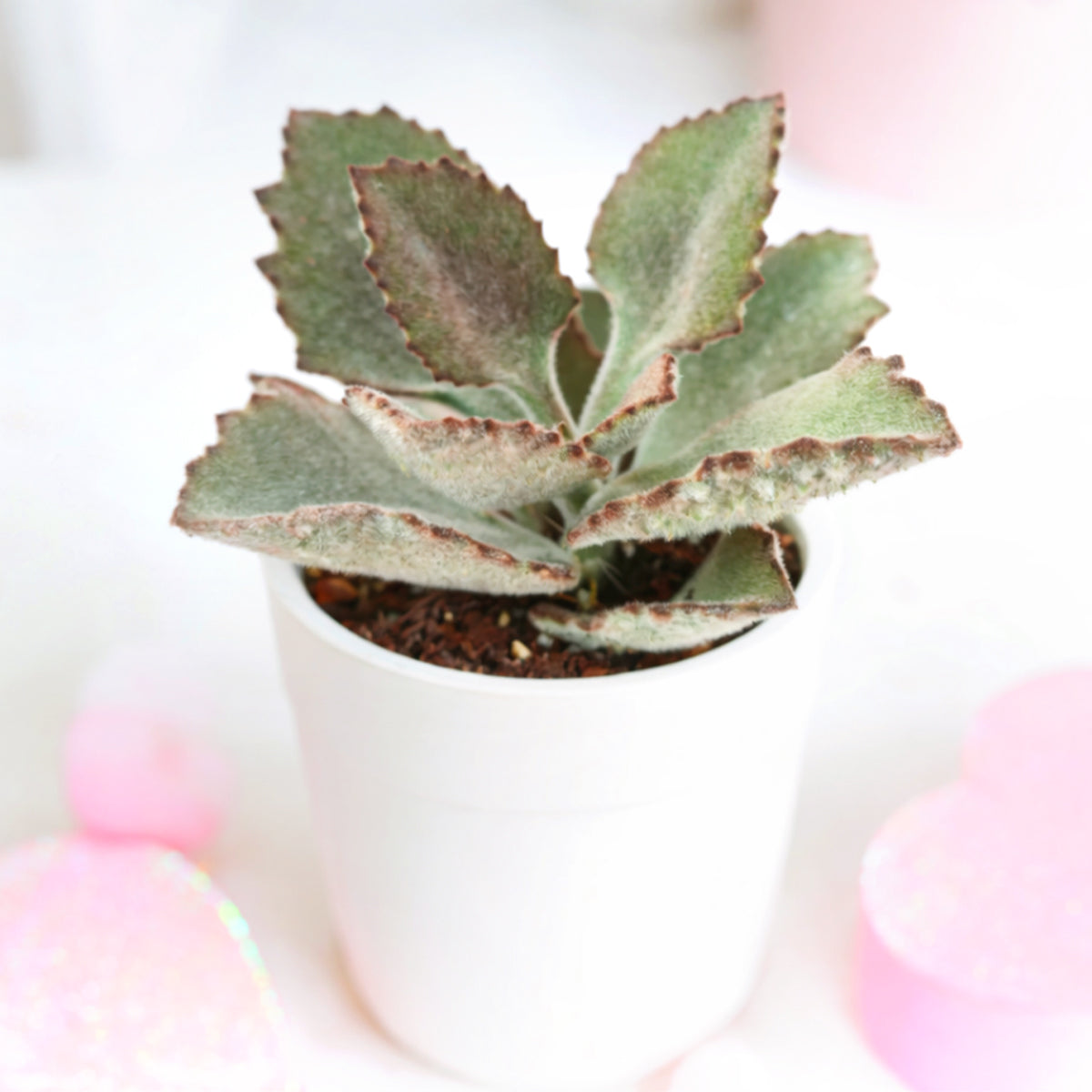 buy kalanchoe beharensis 'fang' live succulent 2 inch online, silvery bronze