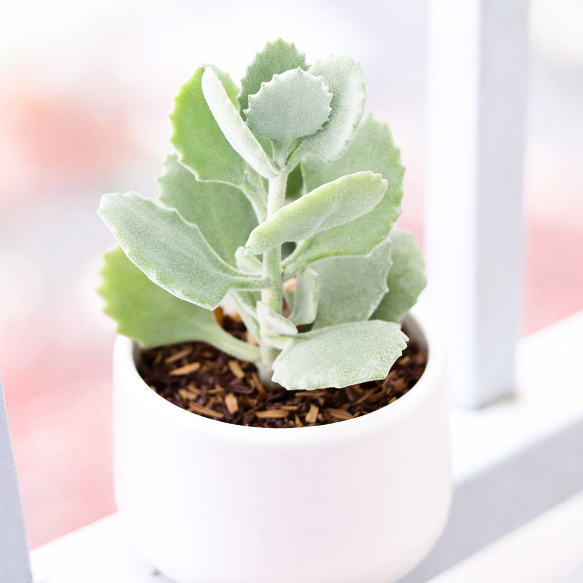 Kalanchoe millotii in California, How to grow Kalanchoe millotii, rare succulents, rare succulents for sale, unique succulents
