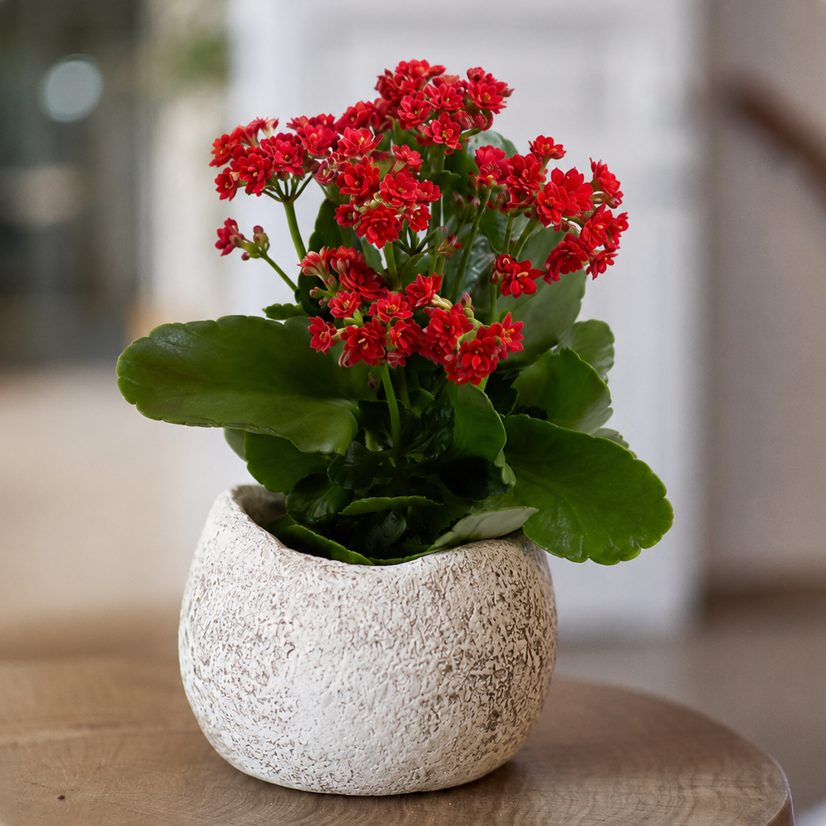 Buy 2 inch / 4 inch / 6 inch Kalanchoe Blossfeldiana live plant online, Kalanchoe Blossfeldiana with vibrant colorful flowers and thick green leaves, flowering Kalanchoe Blossfeldiana succulent with long lasting blooms