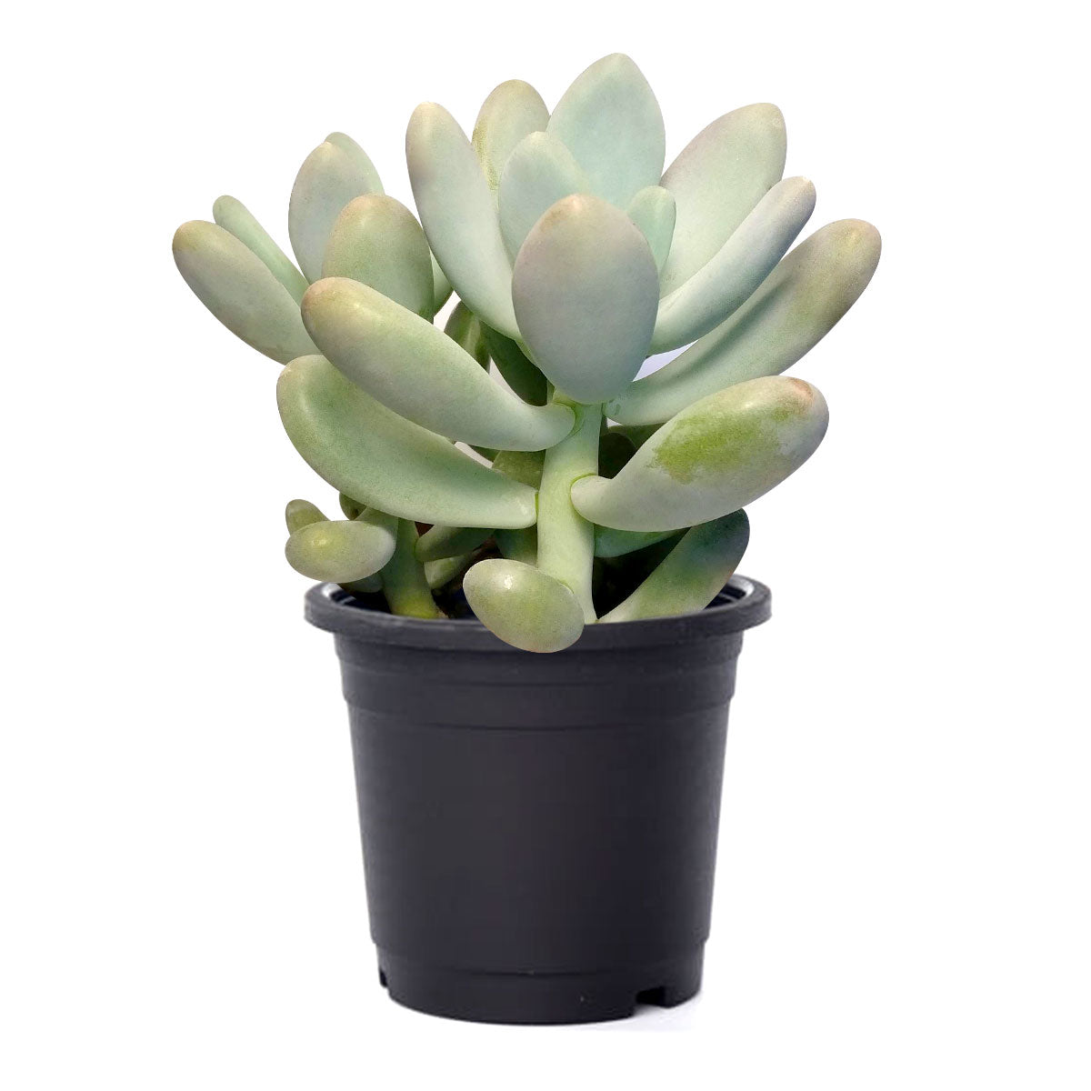 4 inch lavender pebbles graptopetalum live succulent for sale, soft lavender-pink rosette with waxy powdery leaf surface, slow grower with long-lasting striking form, pet-friendly non-toxic succulent, thrives in full sun in plastic pot, beautiful pat