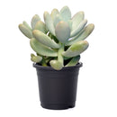 buy lavender pebbles graptopetalum live succulent 4 inch online, rare graptopetalum amethystinum with plump lavender-pink leaves in compact rosette form, powdery moon-rock leaf coating, full sun and drought tolerant care traits, pet-friendly non-toxi