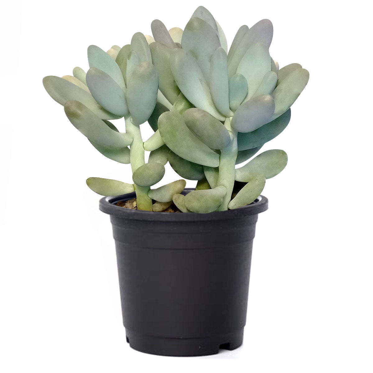 buy lavender pebbles graptopetalum live succulent 2 inch online, plump spoon-shaped leaves with frosted amethyst and blush coloration, compact rosette form with clustering stems, drought tolerant full sun succulent, easy care for beginners, makes a d