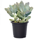 buy lavender pebbles graptopetalum live succulent 4 inch online, rare graptopetalum amethystinum with plump lavender-pink leaves in compact rosette form, powdery moon-rock leaf coating, full sun and drought tolerant care traits, pet-friendly non-toxi