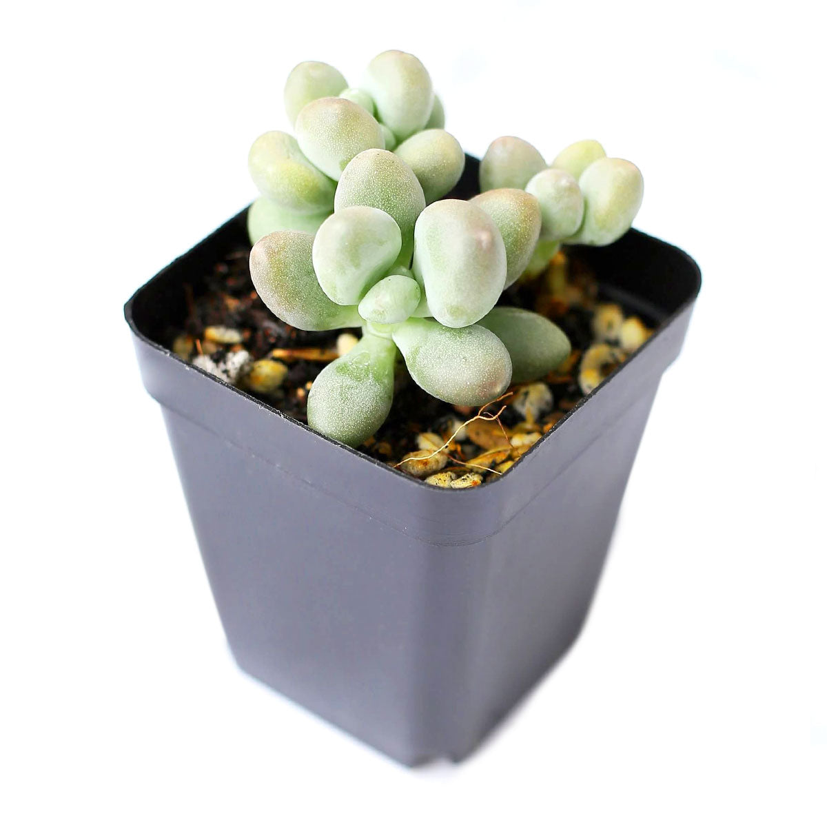 4 inch lavender pebbles graptopetalum live succulent for sale, thick rounded leaves in dusty lavender and pale green with a powdery coating, slow-growing rosette clusters in plastic pot, rare collector variety with moon rock charm, water-wise and low