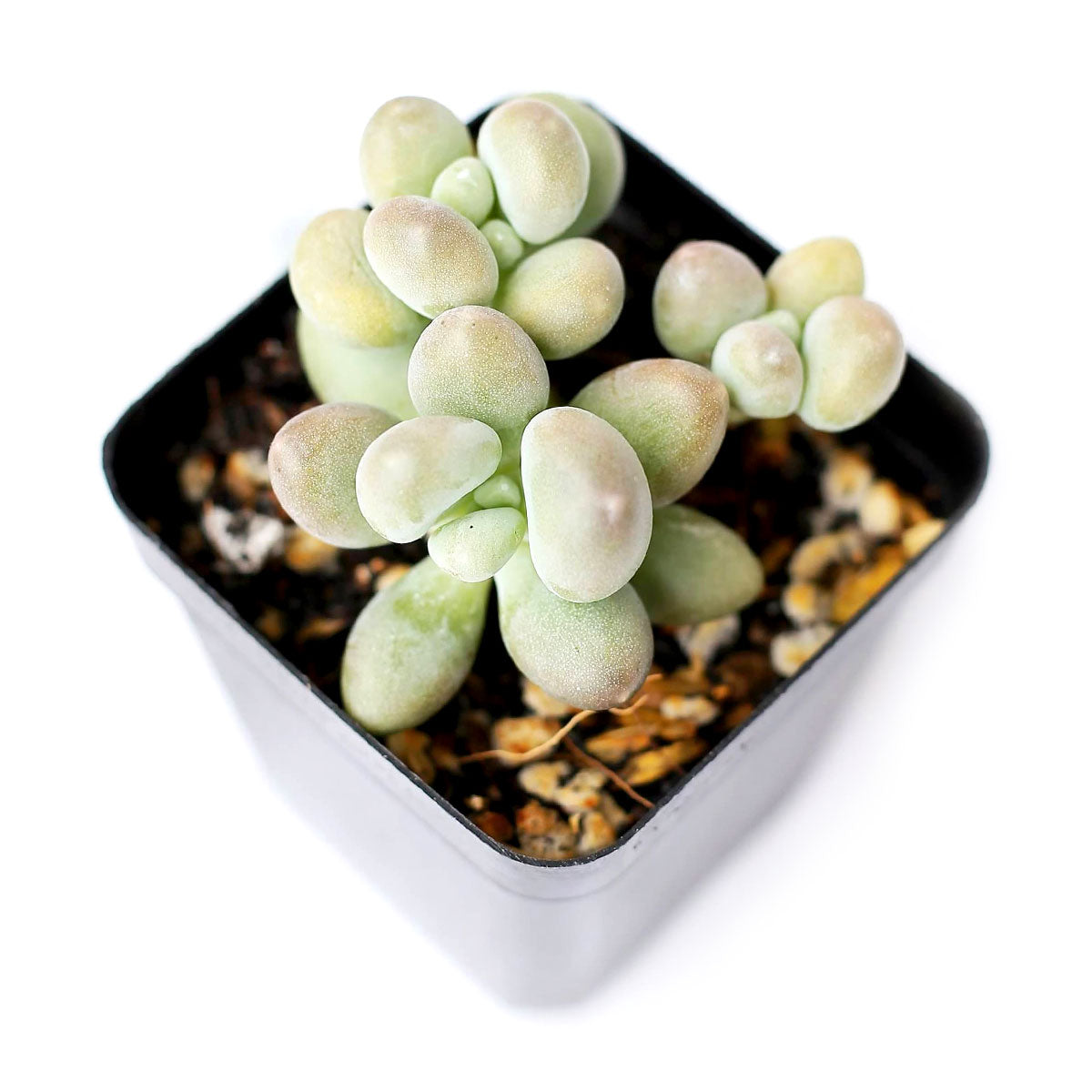 buy lavender pebbles graptopetalum live succulent 2 inch online, jellybean-like plump leaves in lavender pink and grey-green tones, frosty powdery leaf texture, full sun rosette succulent with trailing potential, non-toxic and pet safe, beautiful boh