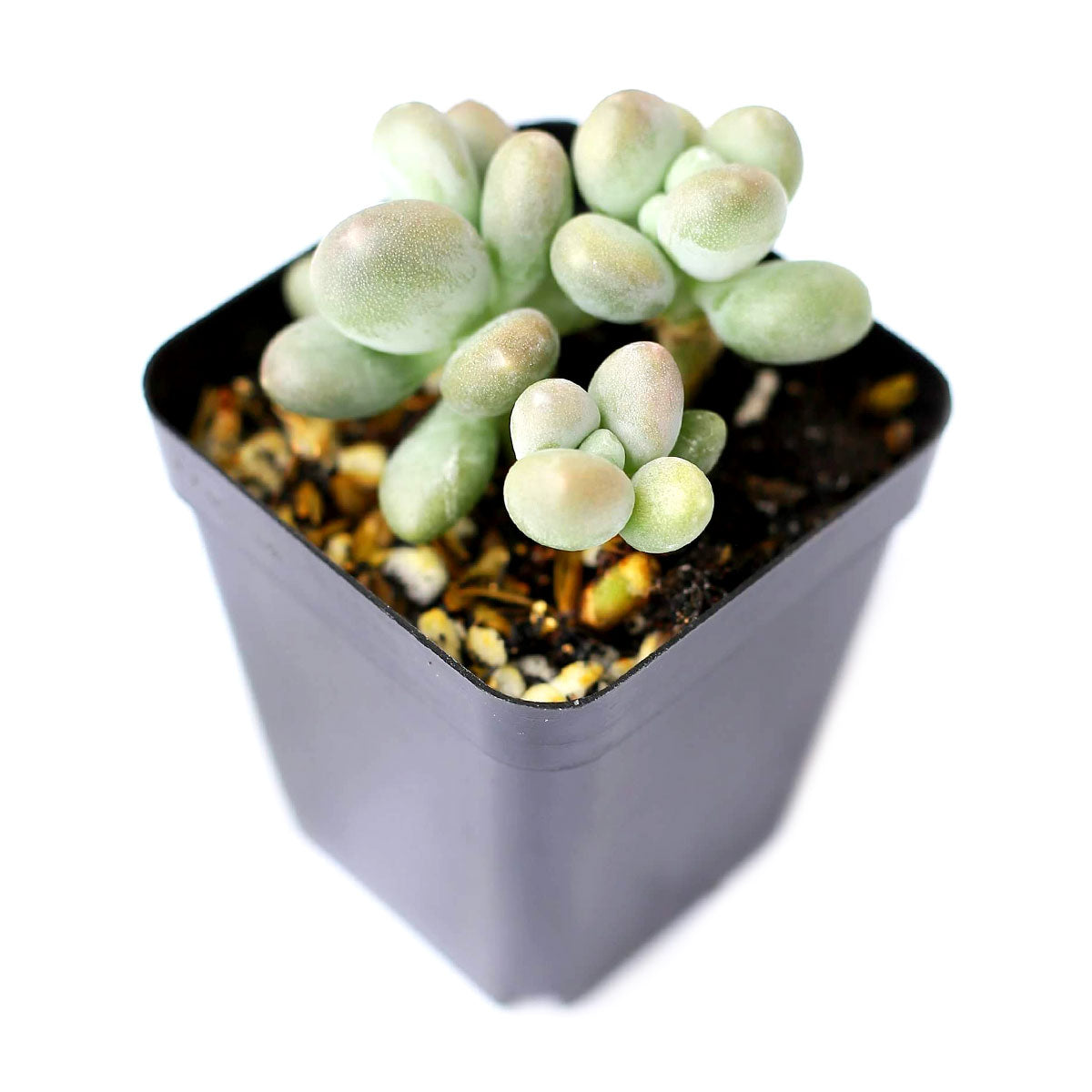4 inch lavender pebbles graptopetalum live succulent for sale, chunky rounded rosette leaves with dusty lavender hue and powdery finish, clusters of rosettes on branching stems, sun-loving drought tolerant rare species, minimal watering and fertilize