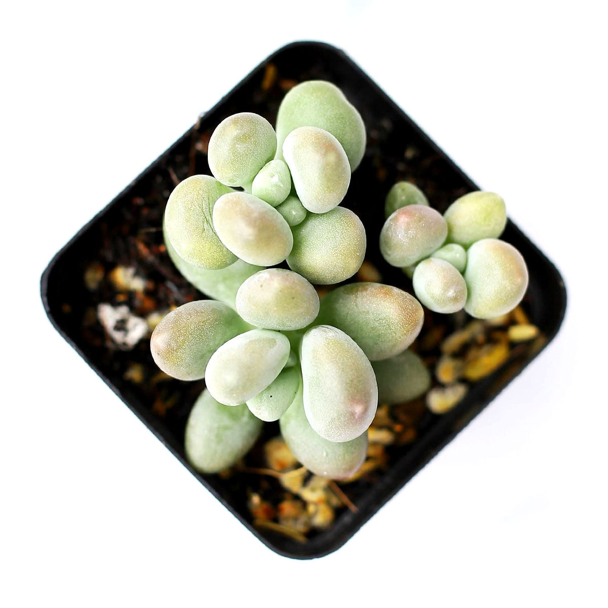 buy lavender pebbles graptopetalum live succulent 4 inch online, rare graptopetalum amethystinum with plump lavender-pink leaves in compact rosette form, powdery moon-rock leaf coating, full sun and drought tolerant care traits, pet-friendly non-toxi