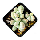 buy lavender pebbles graptopetalum live succulent 4 inch online, rare graptopetalum amethystinum with plump lavender-pink leaves in compact rosette form, powdery moon-rock leaf coating, full sun and drought tolerant care traits, pet-friendly non-toxi