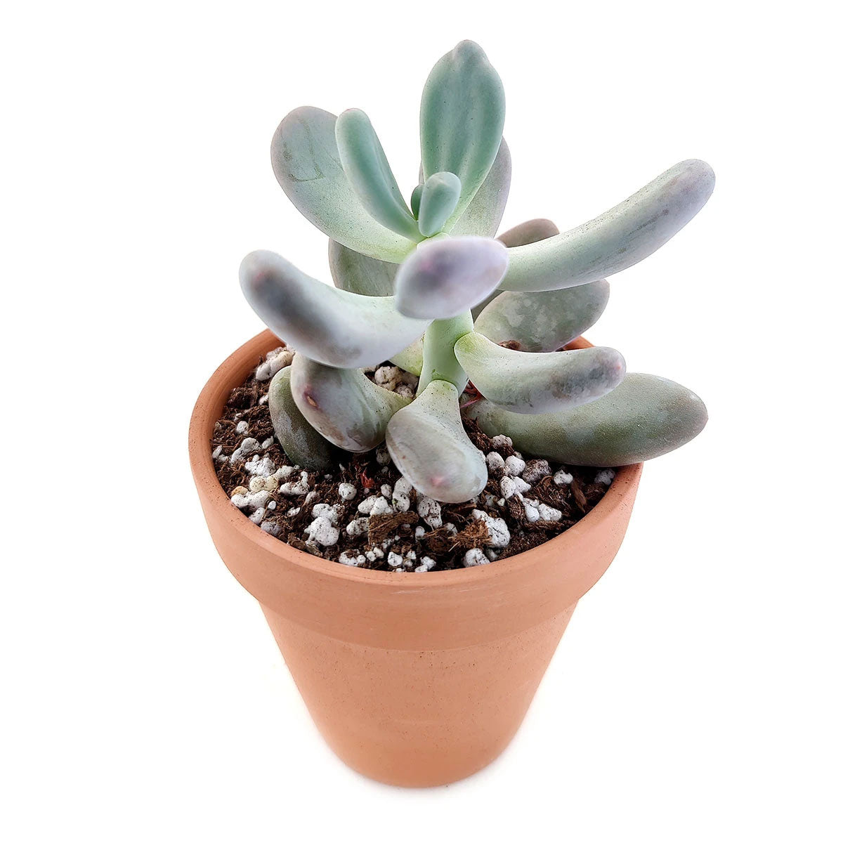 4 inch lavender pebbles graptopetalum live succulent for sale, rosette of plump egg-shaped leaves in soft lavender and pink tones, powdery grey-white leaf coating, full sun succulent with minimal care needs, pet-safe rare species, elegant succulent a