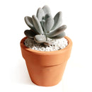 buy lavender pebbles graptopetalum live succulent 4 inch online, rare graptopetalum amethystinum with plump lavender-pink leaves in compact rosette form, powdery moon-rock leaf coating, full sun and drought tolerant care traits, pet-friendly non-toxi